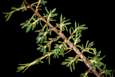 APII jpeg image of Coprosma nivalis  © contact APII