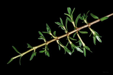 APII jpeg image of Coprosma nivalis  © contact APII