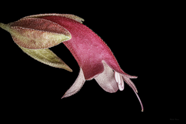 APII jpeg image of Eremophila cordatisepala  © contact APII
