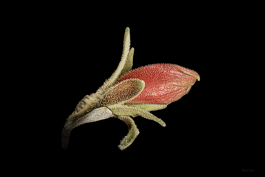 APII jpeg image of Eremophila oppositifolia subsp. rubra  © contact APII
