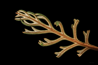 APII jpeg image of Grevillea beadleana  © contact APII