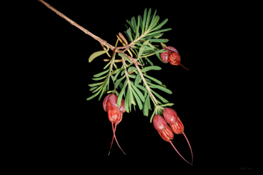 APII jpeg image of Homoranthus porteri  © contact APII