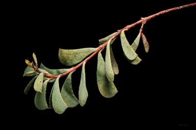 APII jpeg image of Homoranthus thomasii  © contact APII