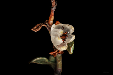 APII jpeg image of Muehlenbeckia tuggeranong  © contact APII