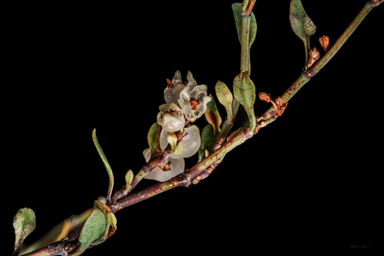 APII jpeg image of Muehlenbeckia tuggeranong  © contact APII
