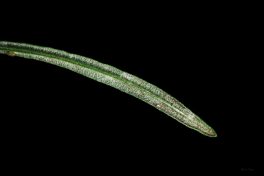 APII jpeg image of Rutidosis leptorhynchoides  © contact APII
