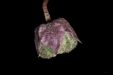 APII jpeg image of Seringia hillii  © contact APII