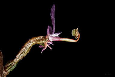 APII jpeg image of Stylidium graminifolium  © contact APII