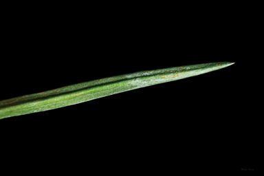 APII jpeg image of Stylidium graminifolium  © contact APII
