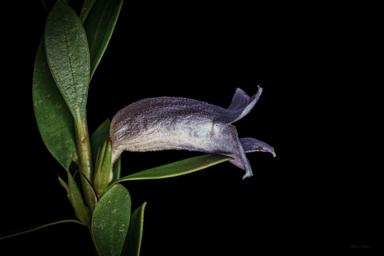 APII jpeg image of Eremophila christopheri  © contact APII