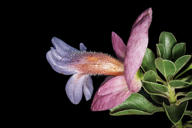 APII jpeg image of Eremophila cuneifolia x fraseri  © contact APII