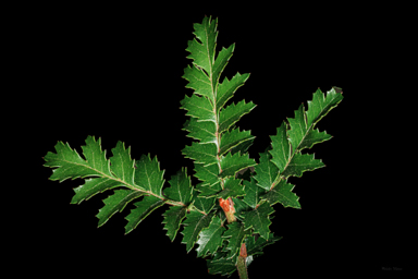 APII jpeg image of Lomatia tasmanica  © contact APII