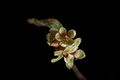 APII jpeg image of Muehlenbeckia tuggeranong  © contact APII