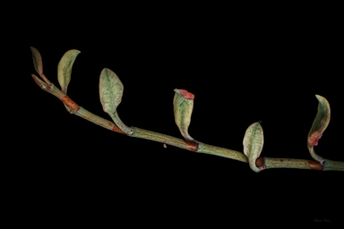 APII jpeg image of Muehlenbeckia tuggeranong  © contact APII