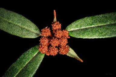 APII jpeg image of Phebalium speciosum  © contact APII