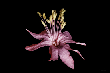 APII jpeg image of Phebalium speciosum  © contact APII