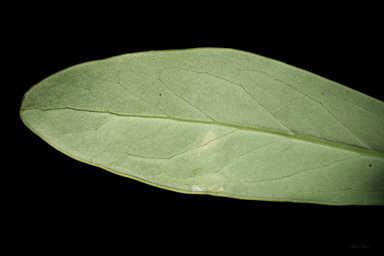 APII jpeg image of Telopea mongaensis  © contact APII