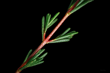 APII jpeg image of Thryptomene micrantha  © contact APII