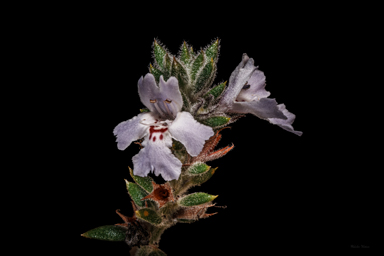 APII jpeg image of Westringia davidii  © contact APII
