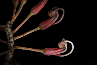 APII jpeg image of Hakea clavata  © contact APII