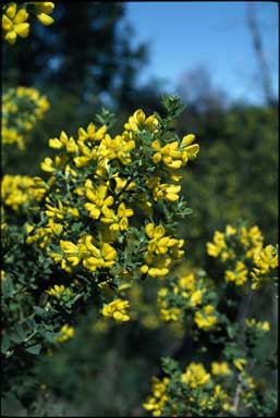 APII jpeg image of Genista monspessulana  © contact APII